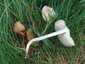 Mezei szegfűgomba (Marasmius oreades), Budai-hegység